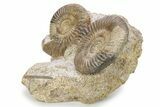 Two Jurassic Ammonite (Parkinsonia) Fossils - France #279349-2